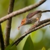 Krejcirik sedy - Orthotomus ruficeps - Ashy Tailorbird o8854